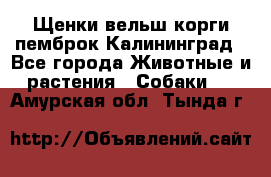 Щенки вельш корги пемброк Калининград - Все города Животные и растения » Собаки   . Амурская обл.,Тында г.